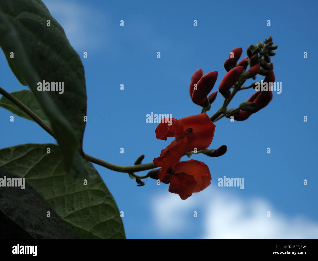 Runner bean flower (Phaseolus coccineus Stock Photo Alamy