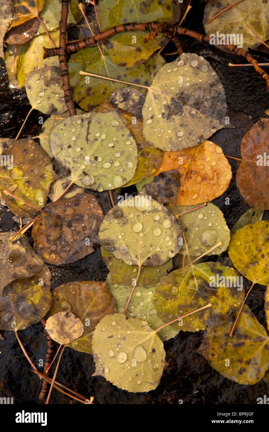 Fall colors, Rocky Mountain National Park Stock Photo Alamy