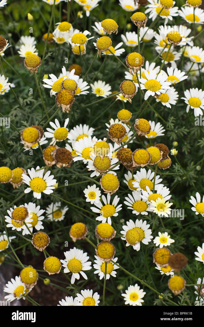 Chamomile in the field hi-res stock photography and images - Alamy