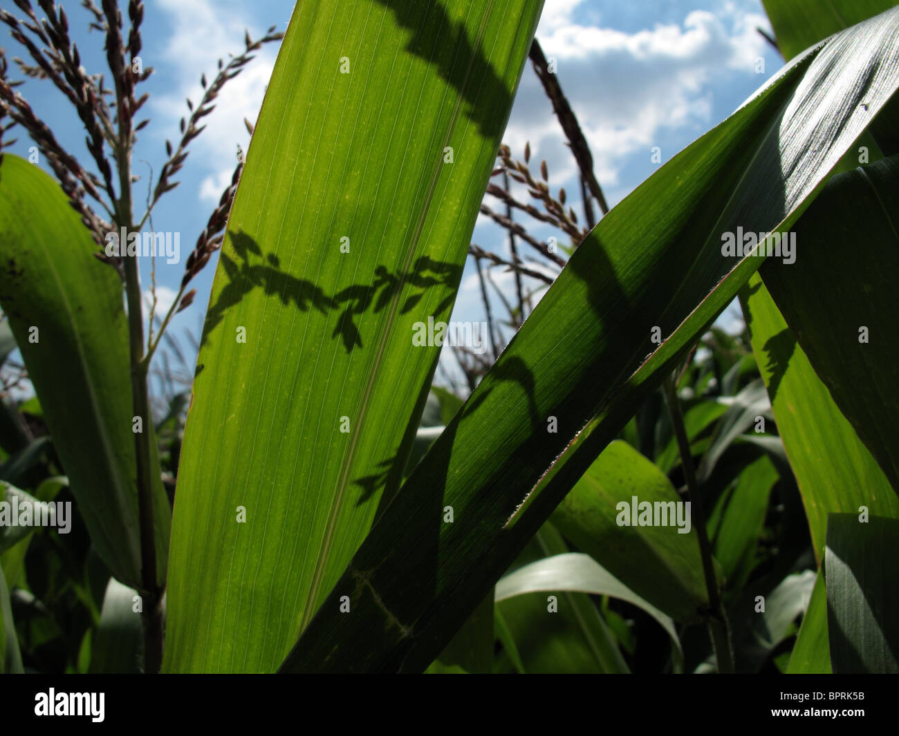 Maize; male flowers and leaves Stock Photo