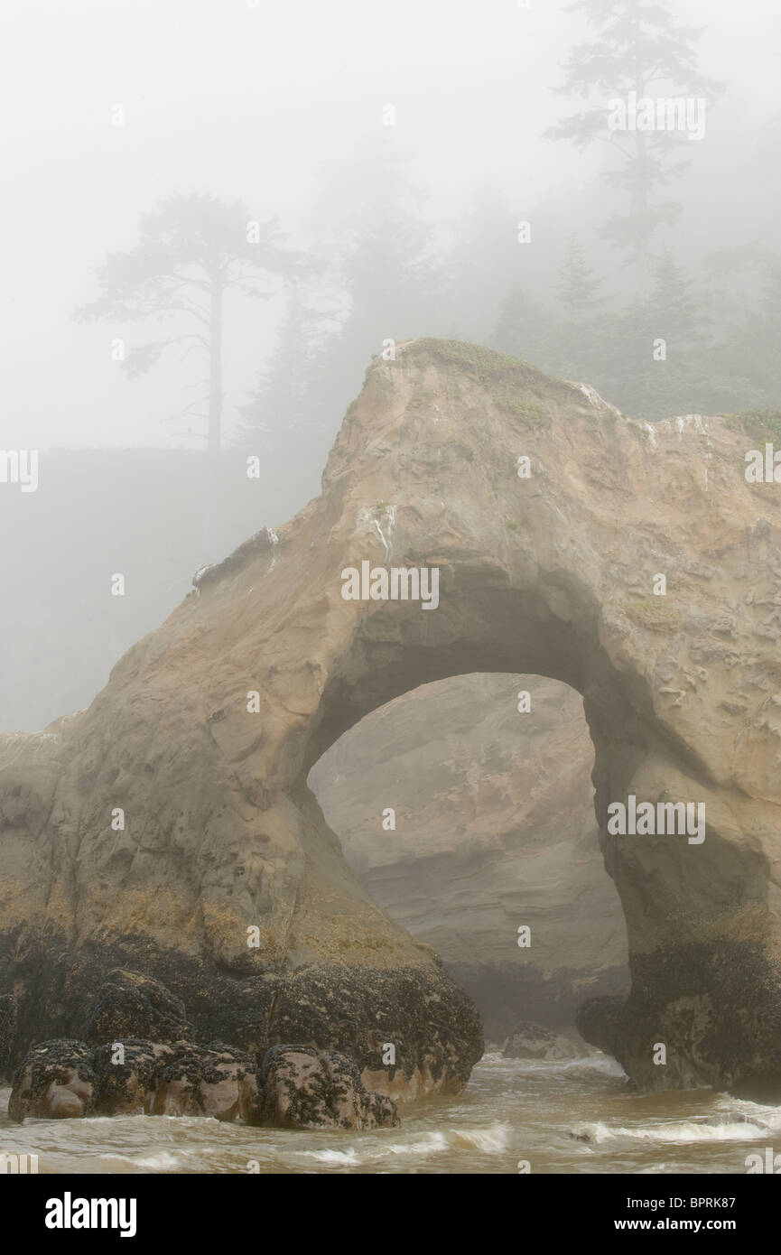 Seastacks and arch in fog, Tunnel island, Quinault Indian Reservation, Pacific Coast, Washington, USA Stock Photo