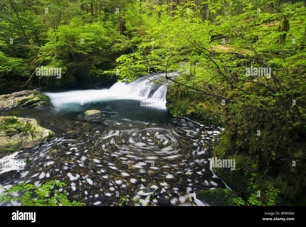 Forest stream, Mt. Baker National Forest, Cascade Mountains, Washington, USA Stock Photo