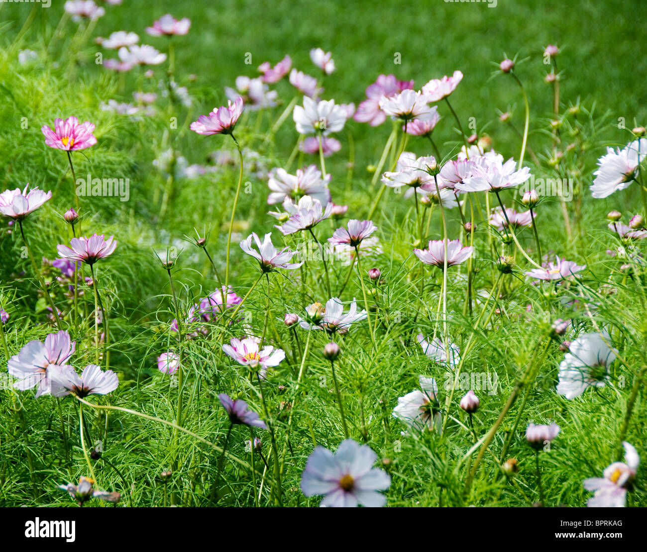 Garden Flowers Stock Photo