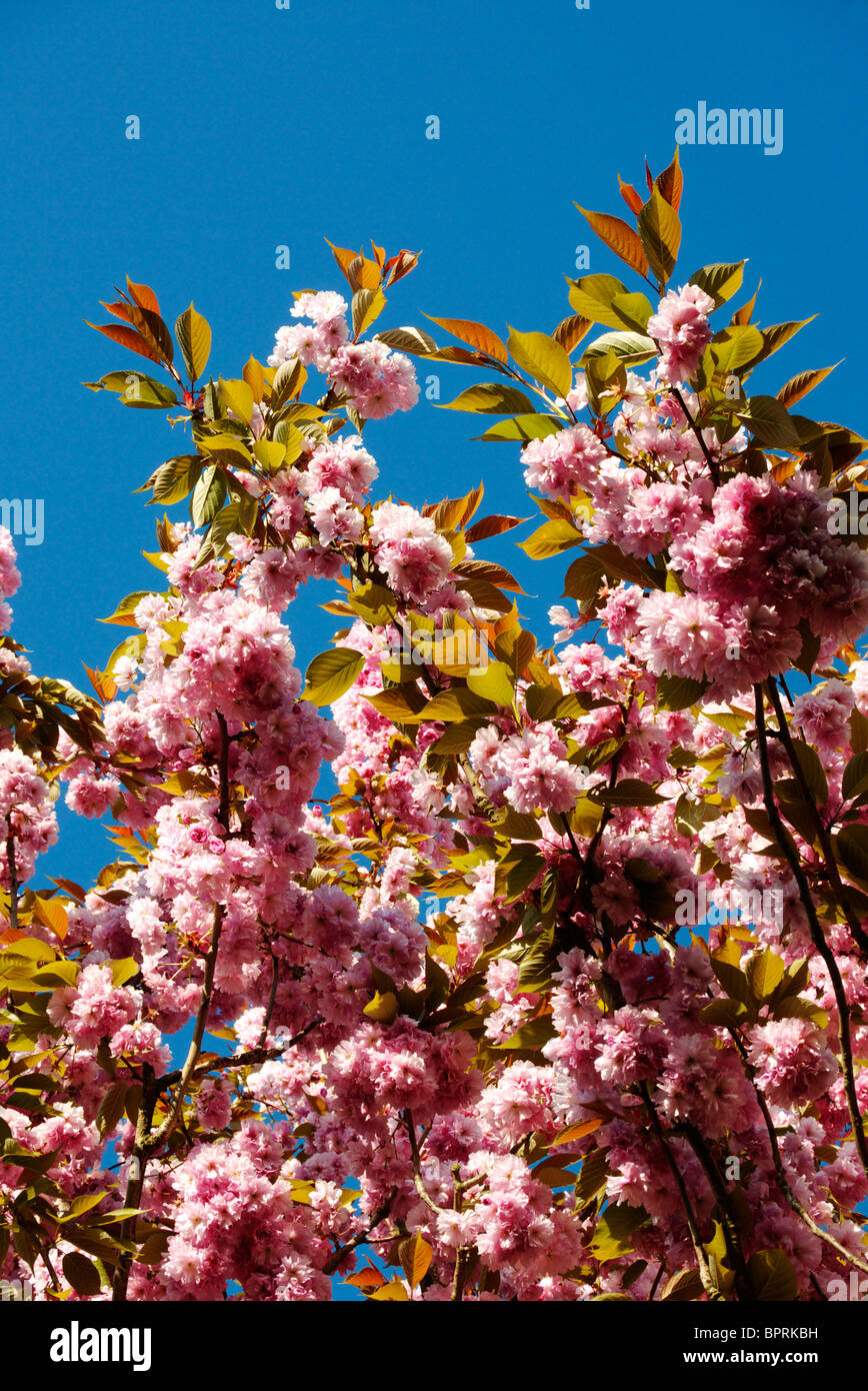 The glorious pink blossom laden's this cherry tree at the beginning of