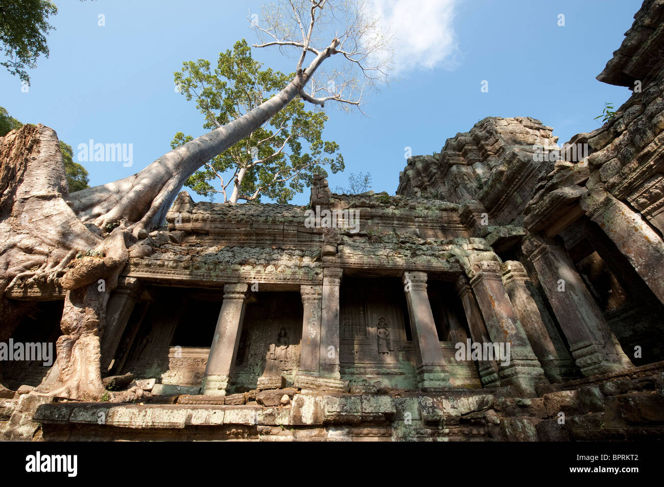 old silk cotton tree growing over Gopura III E, Preah Khan, Angkor