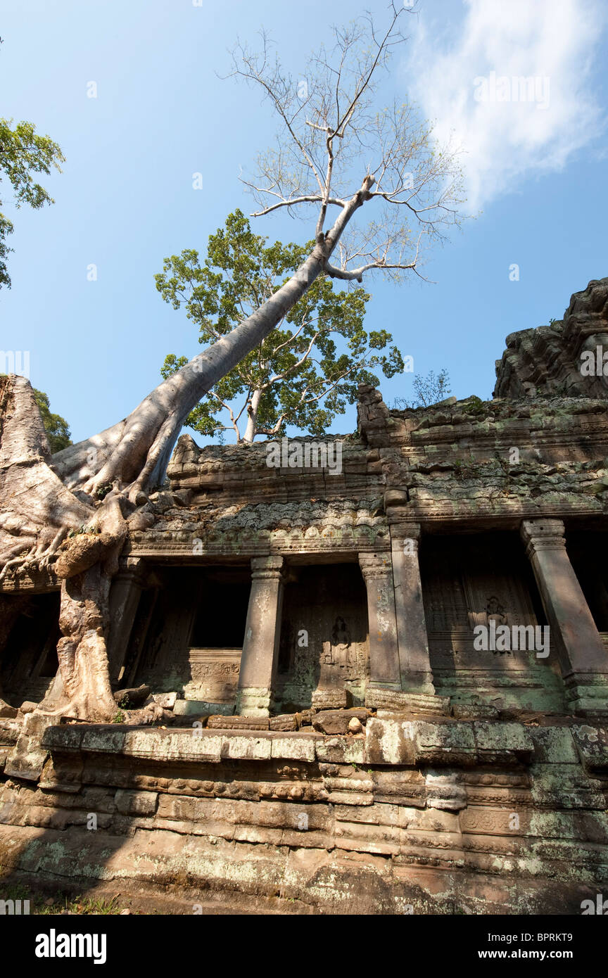 old silk cotton tree growing over Gopura III E, Preah Khan, Angkor