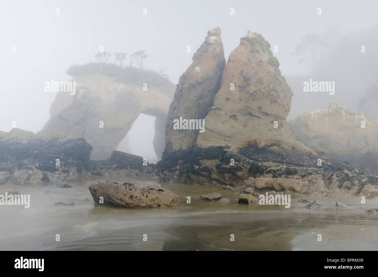 Seastacks in fog, Elephant Rock, Quinault Indian Reservation, Pacific Coast, Washington, USA Stock Photo