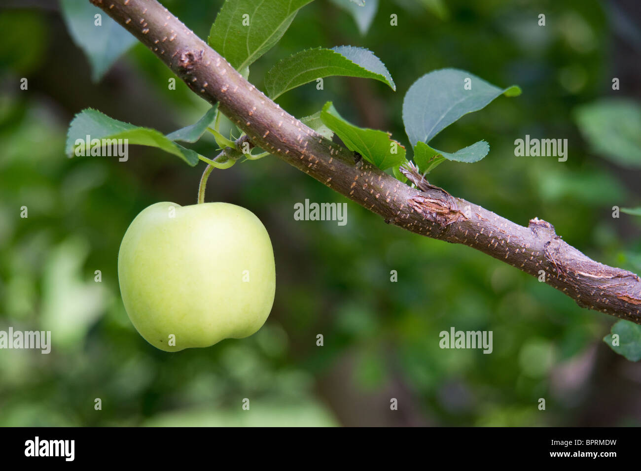 Green Apple Orchard Stock Photo Alamy