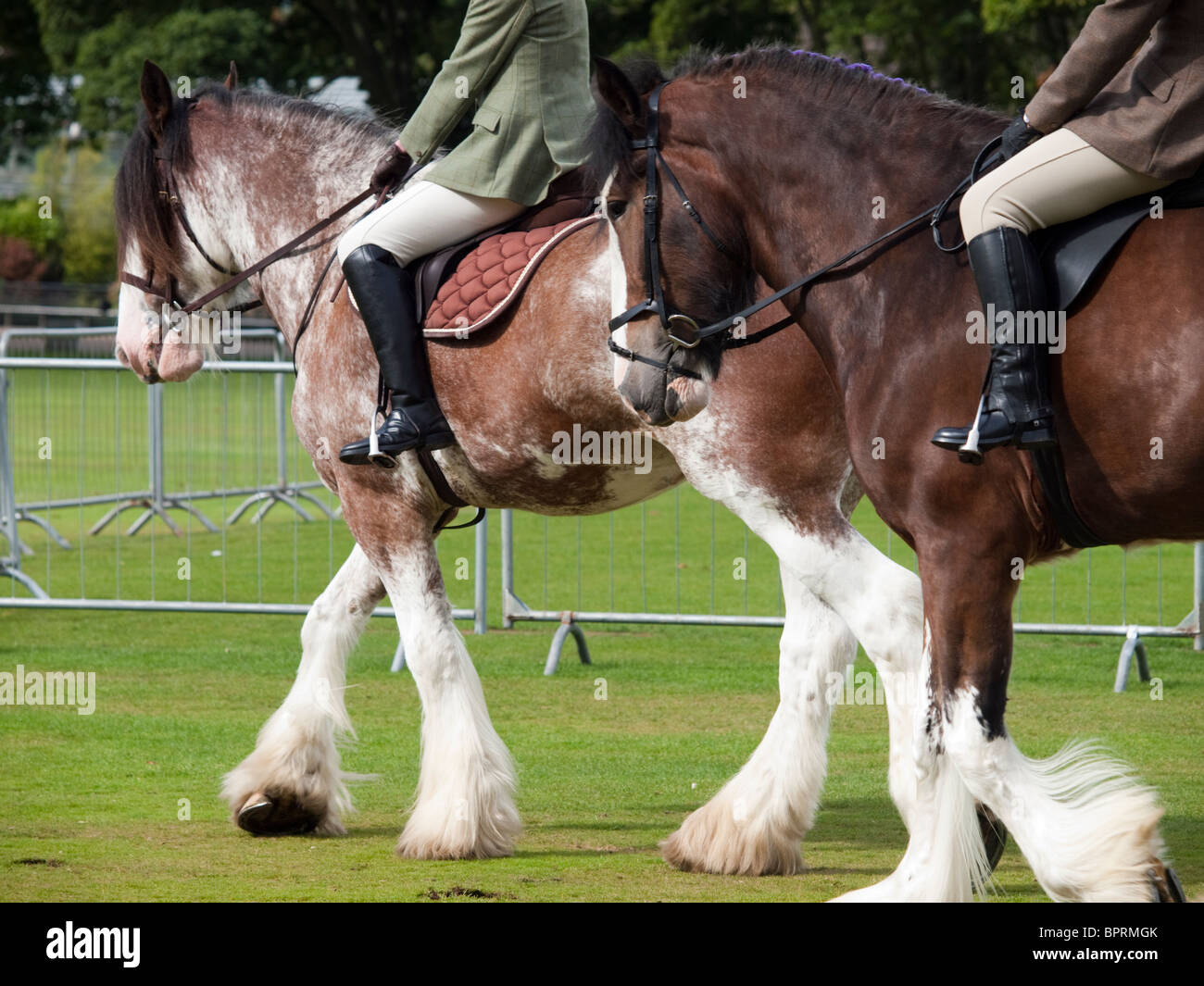Riding Clydesdale Horses Stock Photo Alamy