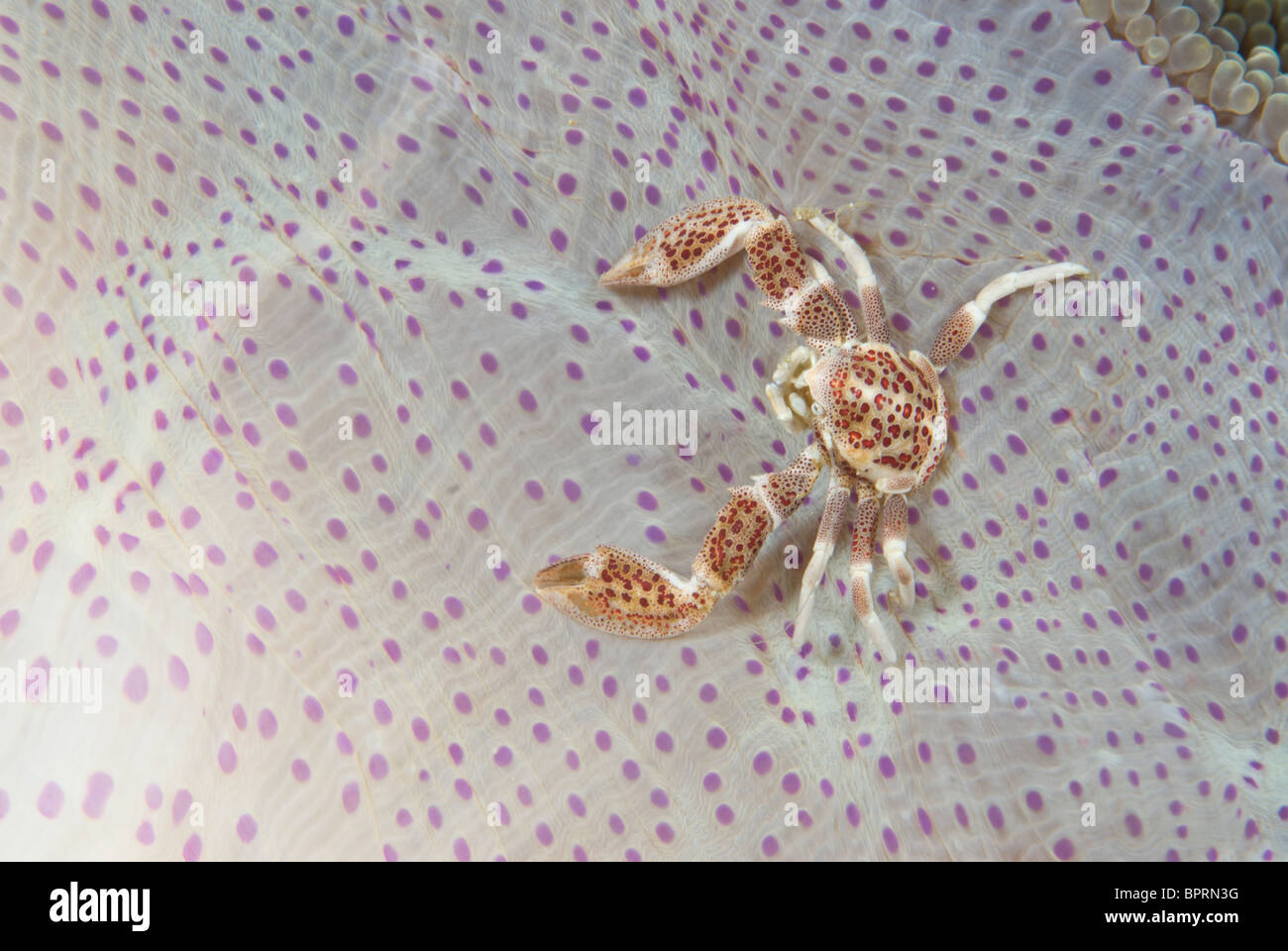 Porcelain anemone crab, Neopetrolisthes oshimai, Puetro Galera, Philippines, Pacific Ocean. Stock Photo