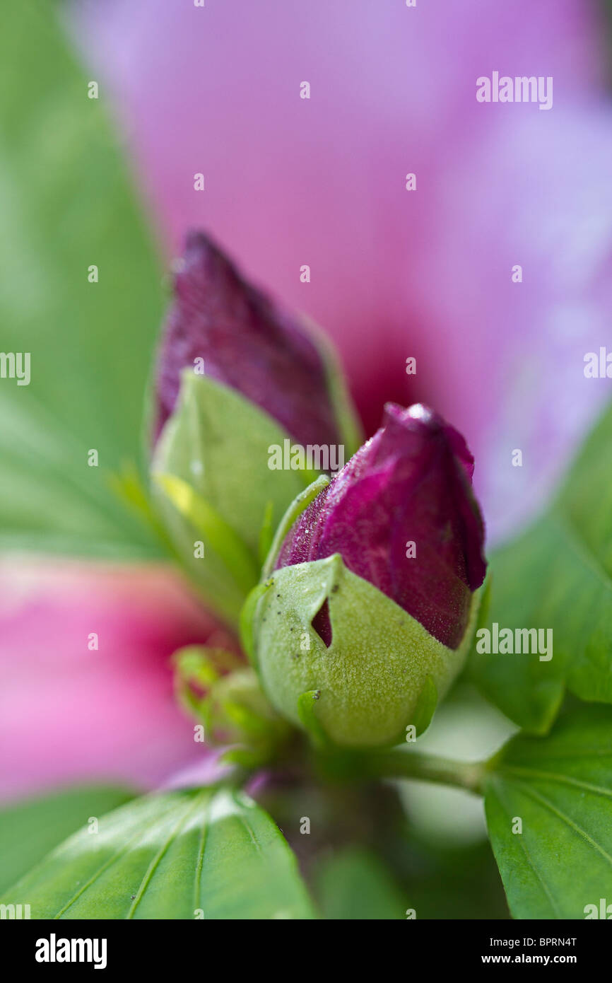 Purple Hibiscus flower bud (Variety unknown) coming into flower in early  Autumn. UK Stock Photo - Alamy, image size:866x1390