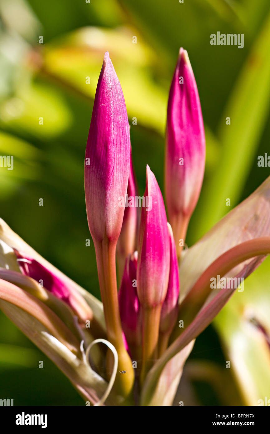 Pink Belladonna Lily buds (Amaryllis belladonna) in early Autumn, UK Stock Photo