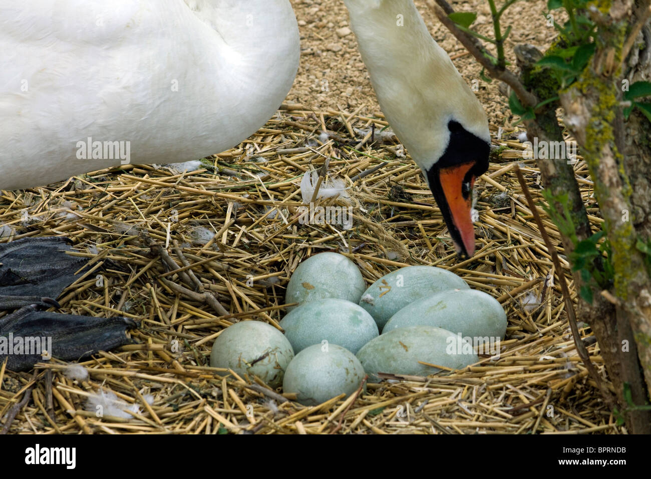 Mute swan with nest and eggs Stock Photo Alamy