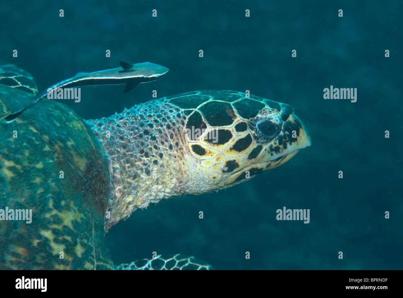 Hawksbill turtle, Eretmochelys imbricata, and sharksucker, Echeneis naucrates, Puerto Galera, Philippines, Pacific Ocean Stock Photo