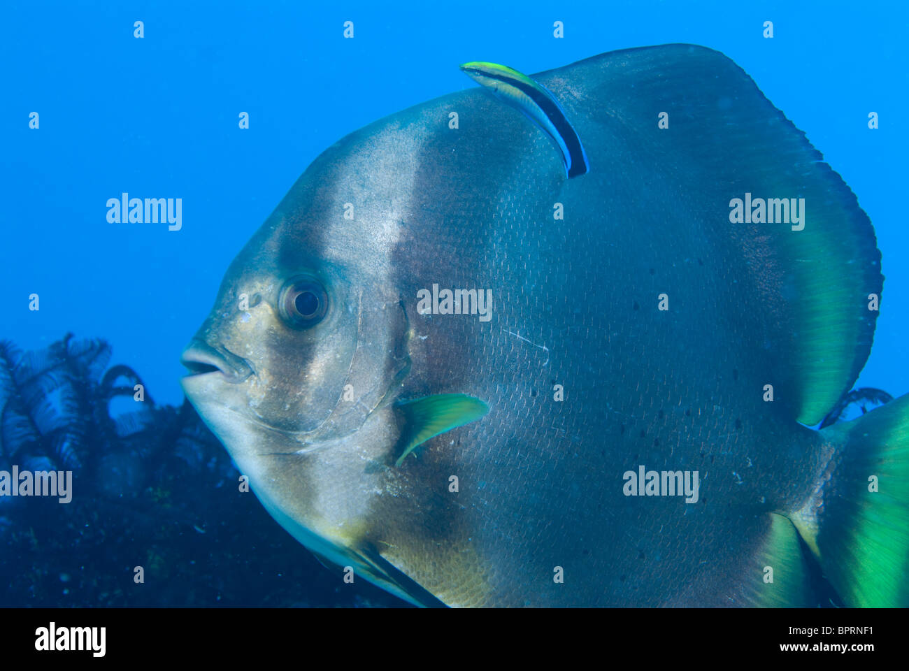 longfin spadefish with cleaner wrasse in the Philippines Stock Photo