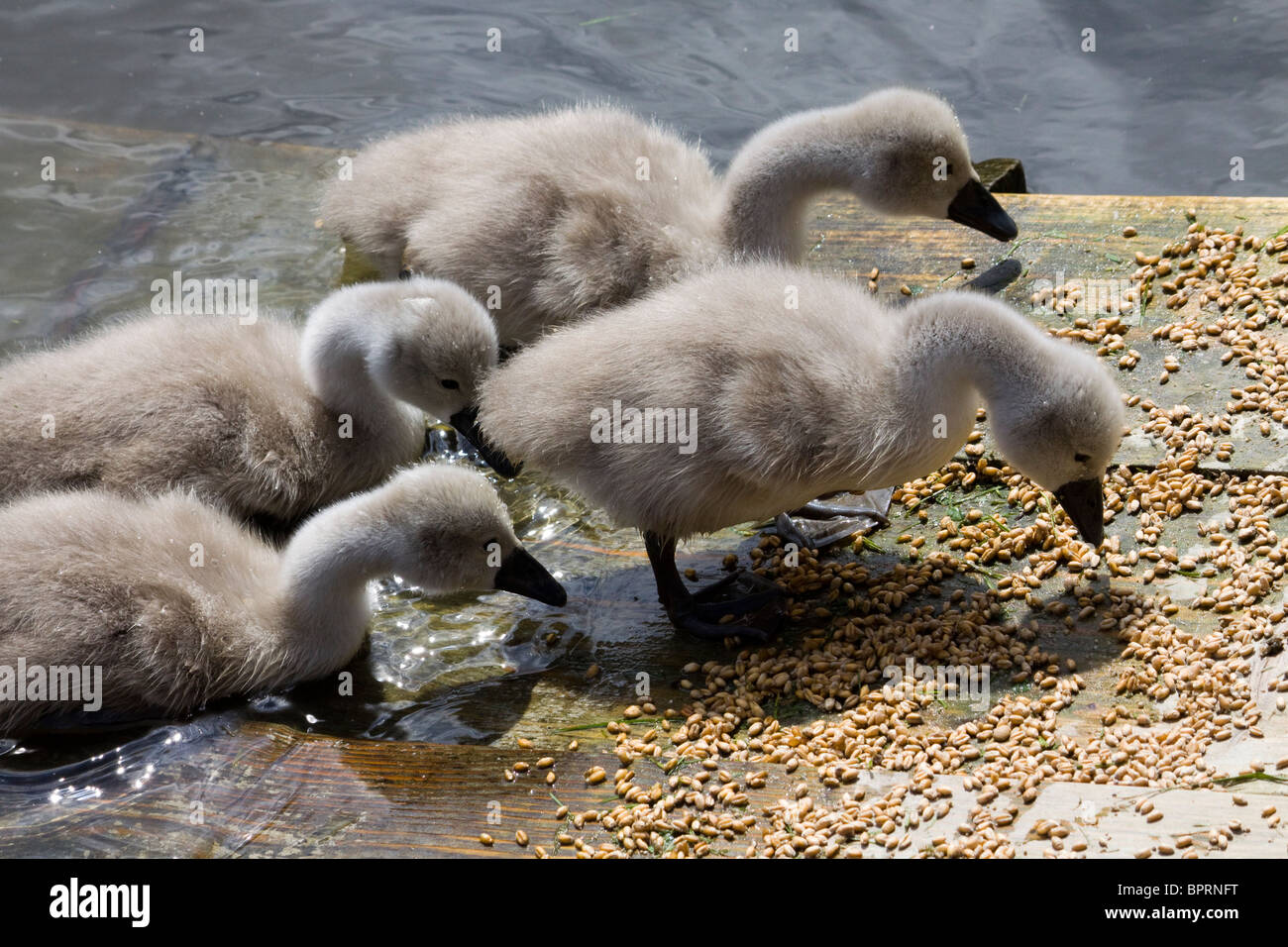 Four newly born cygnet mute swans feeding Stock Photo