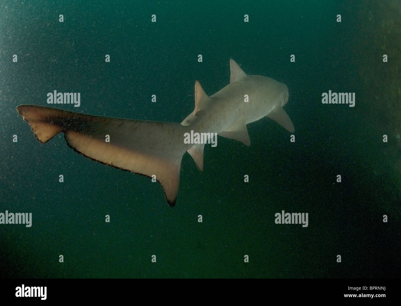 Sand Tiger shark, Odontaspis taurus, on Wreck of the Spar off Morehead City, N.C., Atlanyic Ocean. Stock Photo