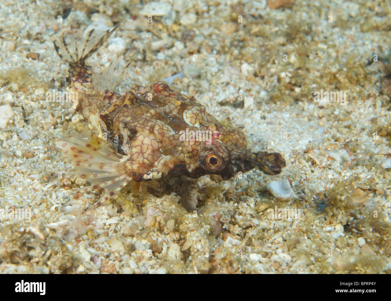 Dragon sea moth, Eurypegasus draconis, Puerto Galera, Philippines, Pacific Ocean. Stock Photo