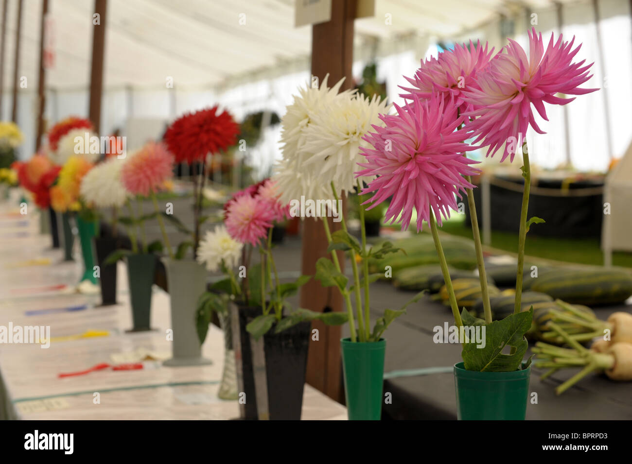 A row of  pink and white prize-winning chrysanthemums in a marquee at a traditional English flower show Stock Photo