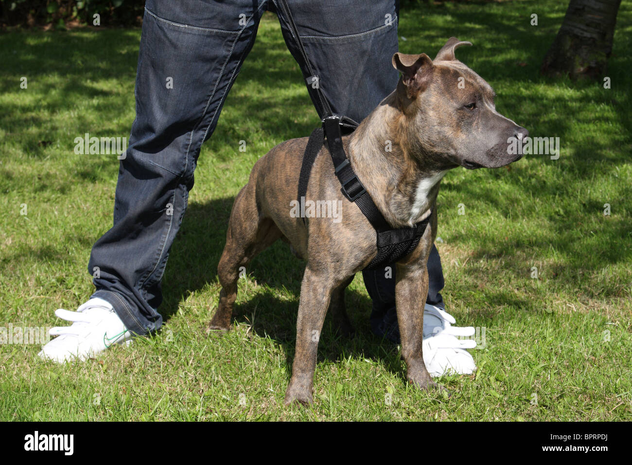 Staffordshire bull terrier dog uk hires stock photography and images Alamy