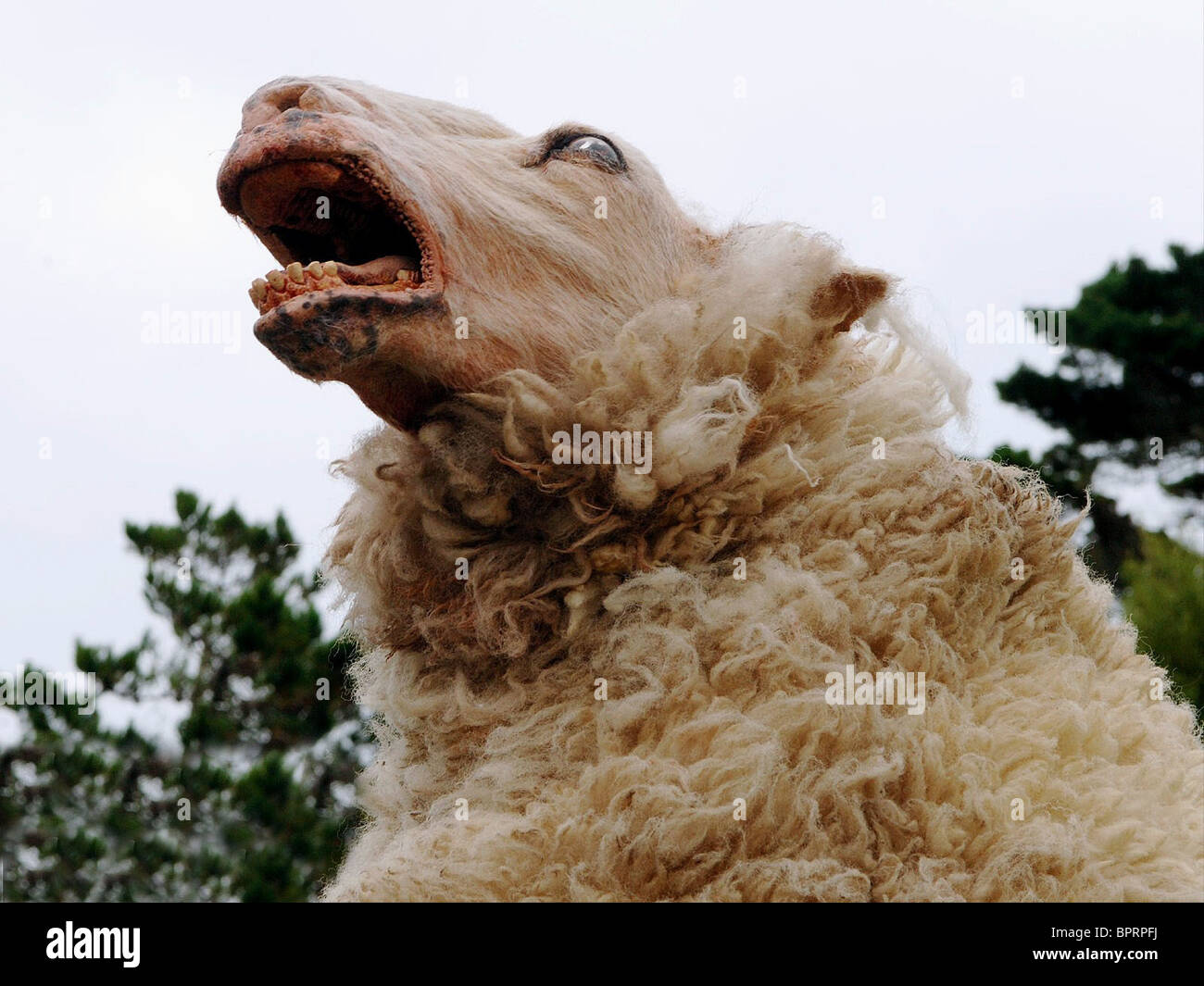 black sheep 2006