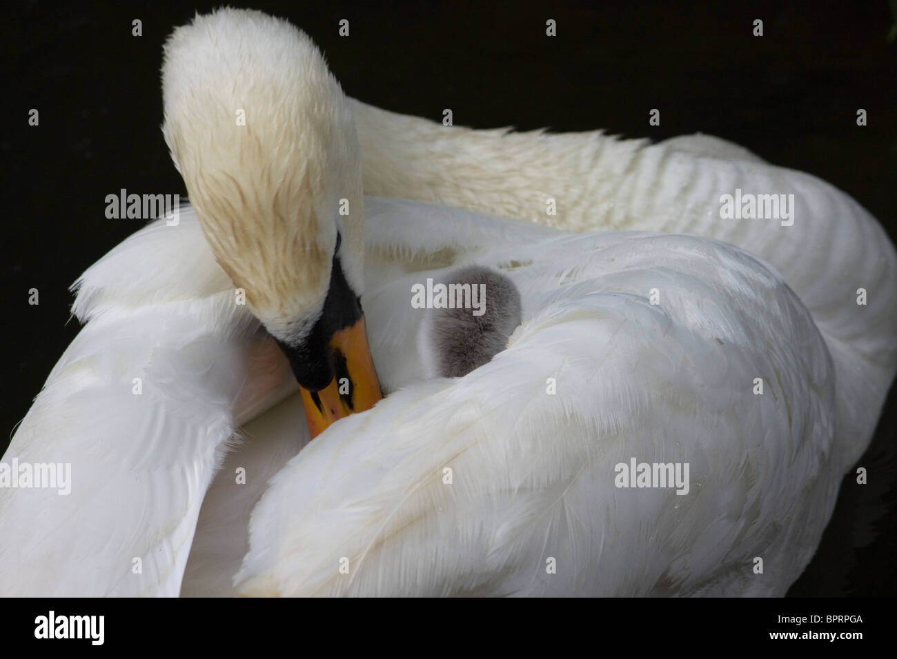 back hires stock photography and images Alamy