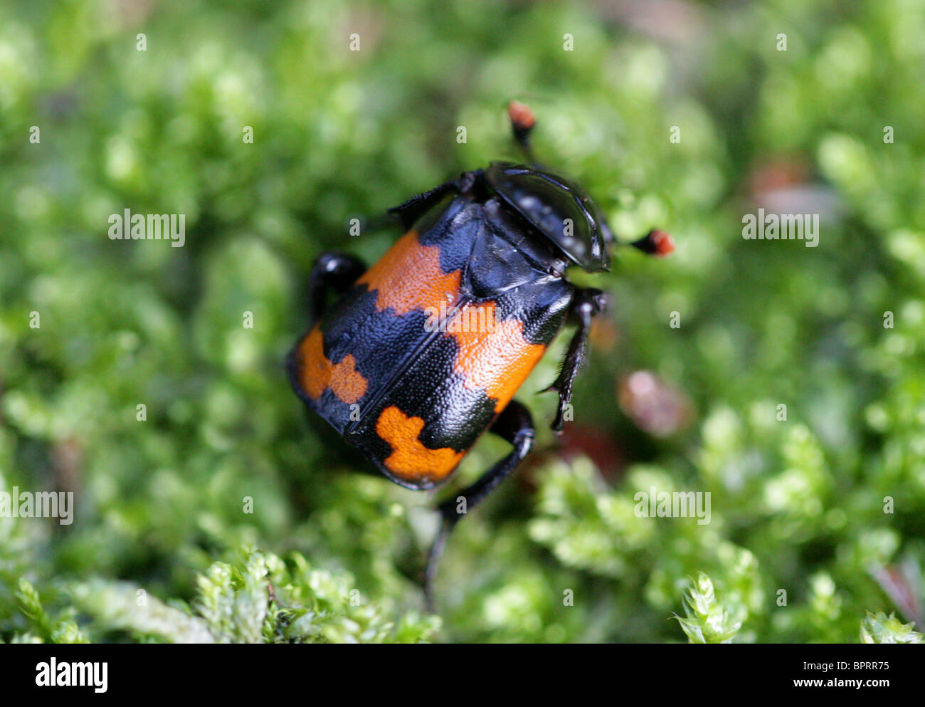 Burying  Beetle, Nicrophorus vespillo (Necrophorus vespillo), Coleoptera Stock Photo