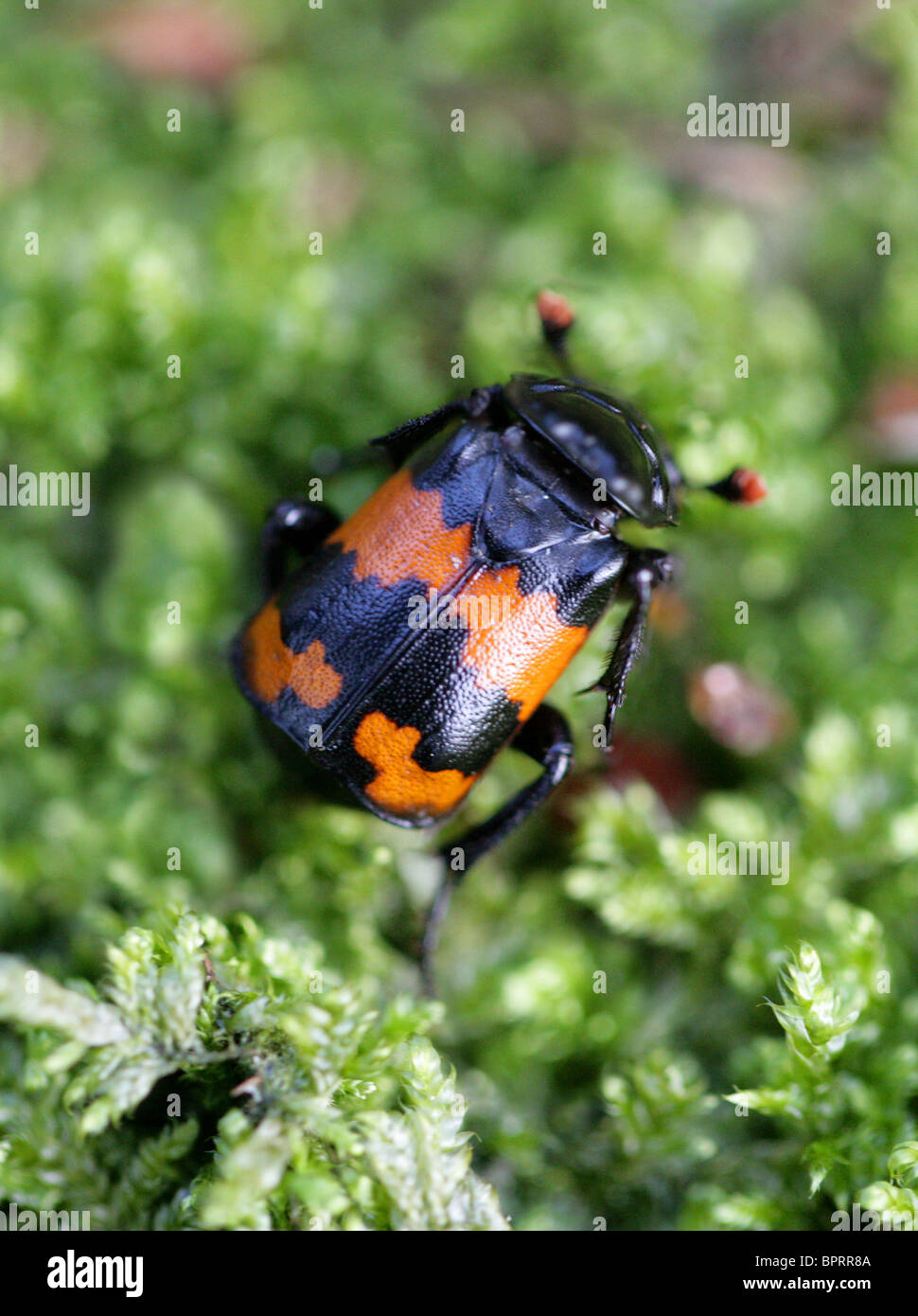 Burying  Beetle, Nicrophorus vespillo (Necrophorus vespillo), Coleoptera Stock Photo