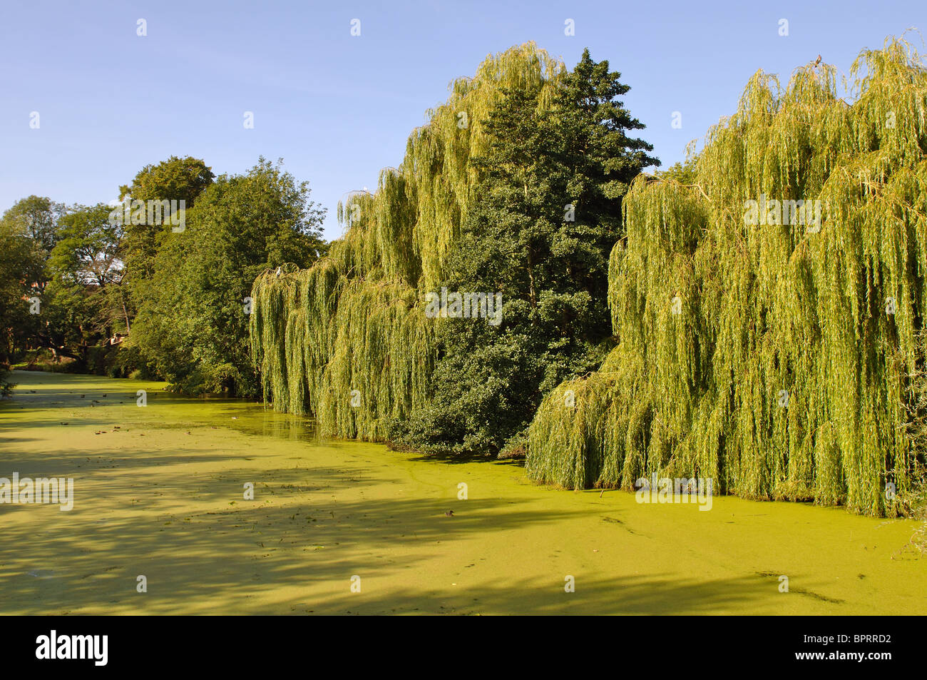 The Washlands, Burton on Trent, Staffordshire, England, UK Stock Photo