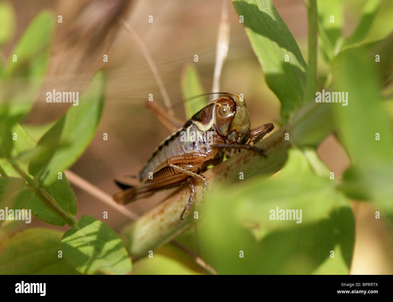 Female Roesel's Bush Cricket, Metrioptera roeseli, Tettigoniidae. (Roesel's Bush-cricket) Stock Photo