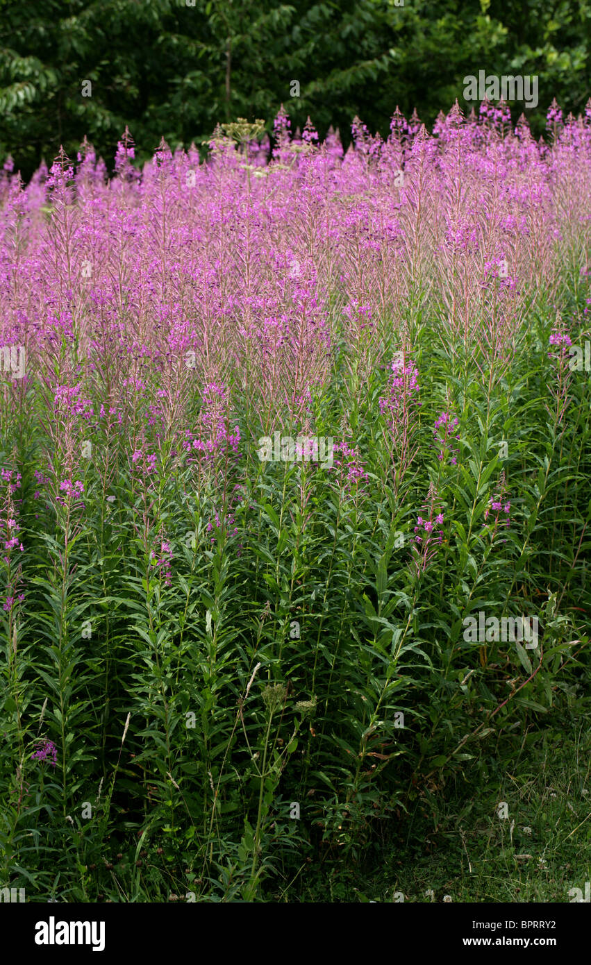 Rosebay Willowherb, Epilobium angustifolium, Onagraceae Stock Photo