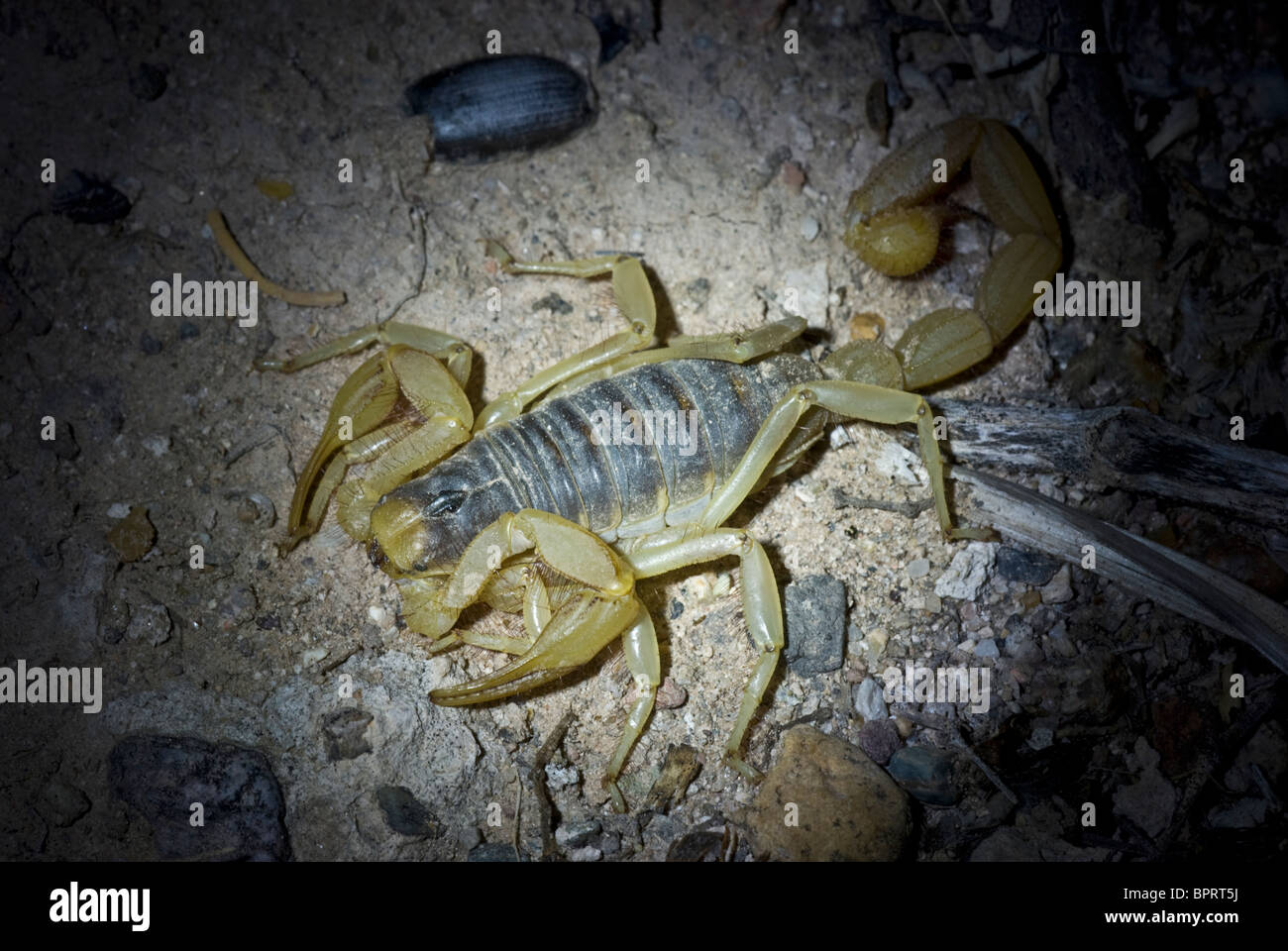 A Giant Desert Hairy Scorpion at night under normal light. Stock Photo