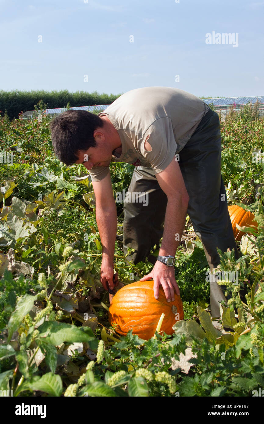 Portuguese seasonal Migrant Worker picking Pumpkins; Farms & workers farming;  Market Gardening harvesting crops in Tarleton, Lancashire, Preston, UK Stock Photo