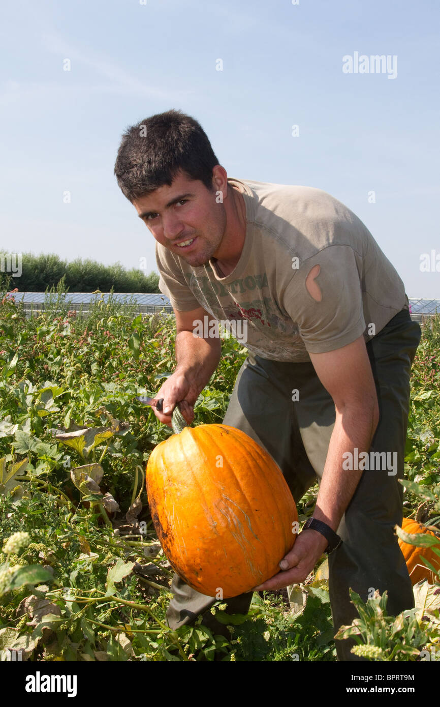 Portuguese seasonal Migrant Worker picking Pumpkins; Farms & workers