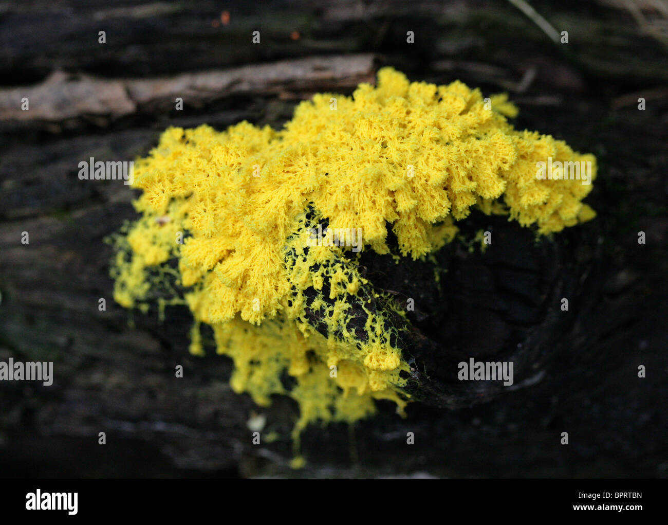 Sulphur Slime Mold, Fuligo septica, Physaraceae. Aka Flowers of Tan, Scrambled-egg Slime Mold and Dog Vomit Slime Mold. Stock Photo