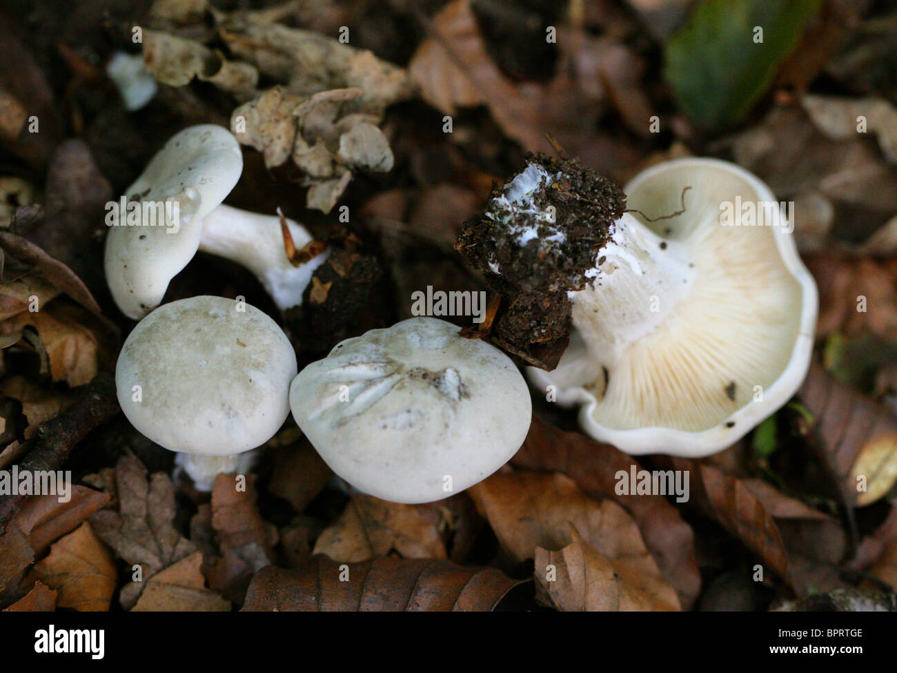 Milk-white Russula, Russula delica, Russulaceae Stock Photo