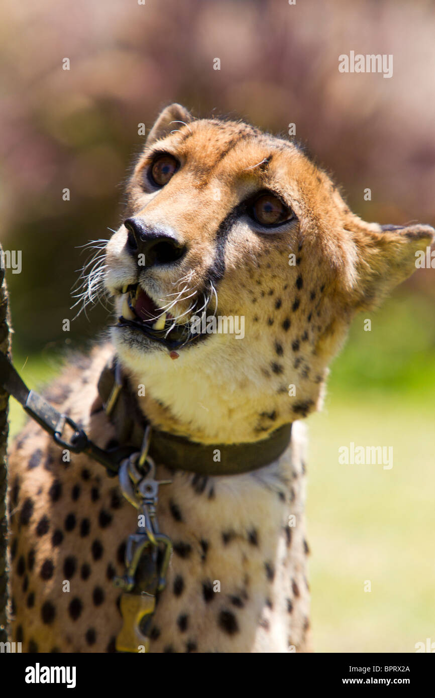 A cheetah (Acinonyx jubatus) on a leash, San Diego Zoo Safari Park, Escondido, California, United States of America Stock Photo