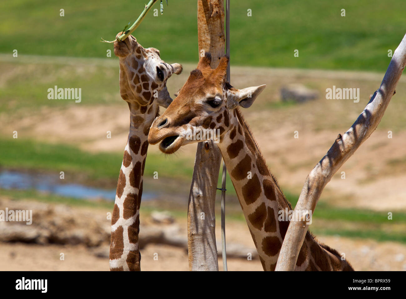 Two reticulated giraffes (Giraffa camelopardalis) eat from a tree, San