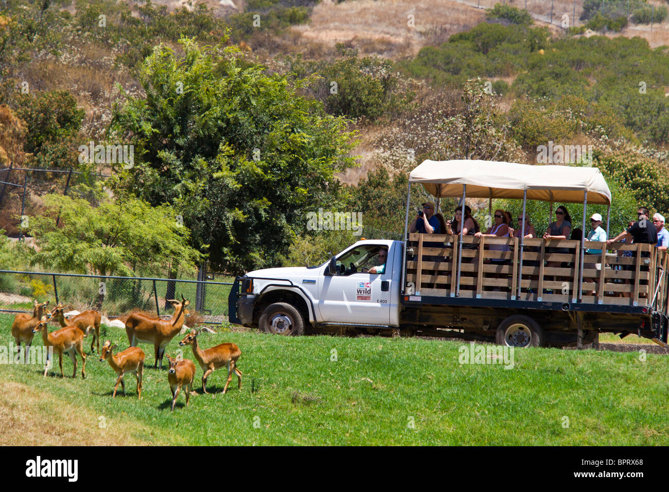 Visitors watch animals from an open truck, San Diego Zoo Safari Park, Escondido, California, United States of America Stock Photo