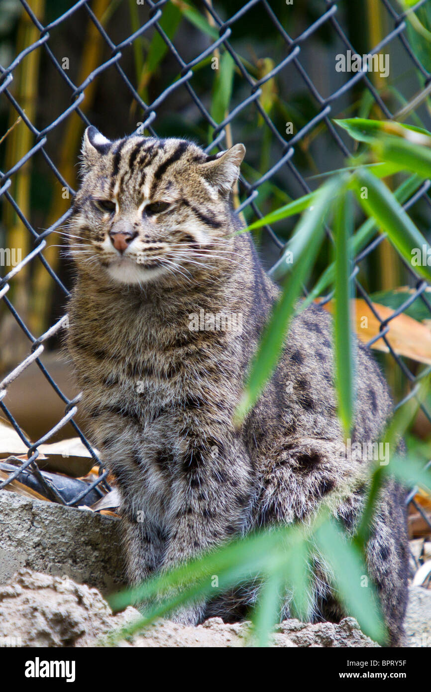 Fishing Cat (Prionailurus viverrinus), San Diego Zoo, San Diego