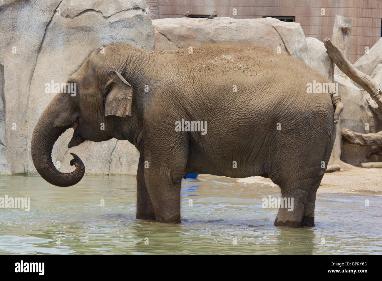 An elephant standing in a pool of water, San Diego Zoo, San Diego, California, United States of America Stock Photo