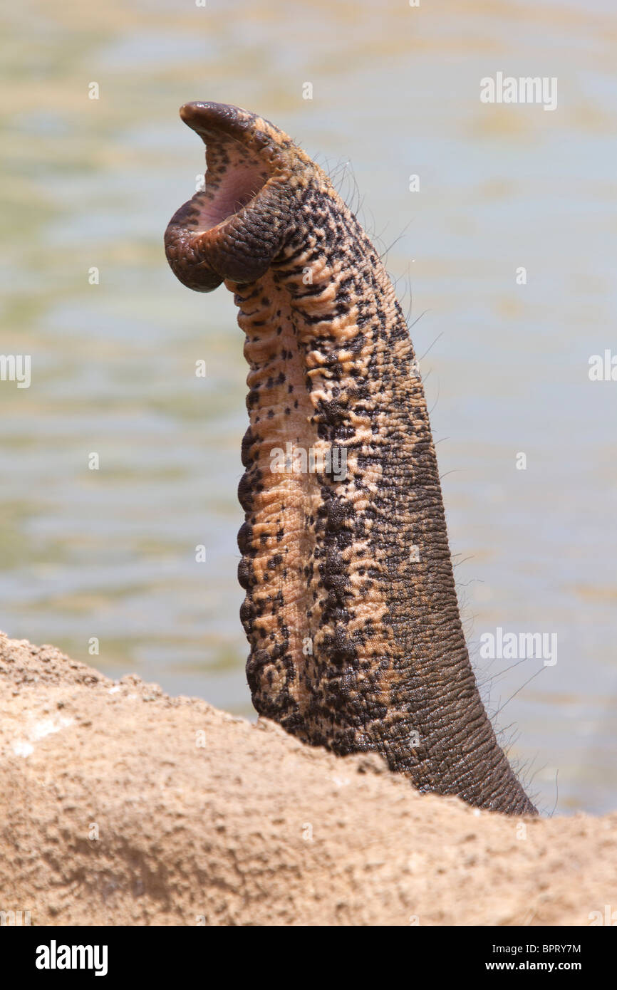 The end of the snout of an elephant while standing in water, San Diego Zoo, San Diego, California, United States of America Stock Photo