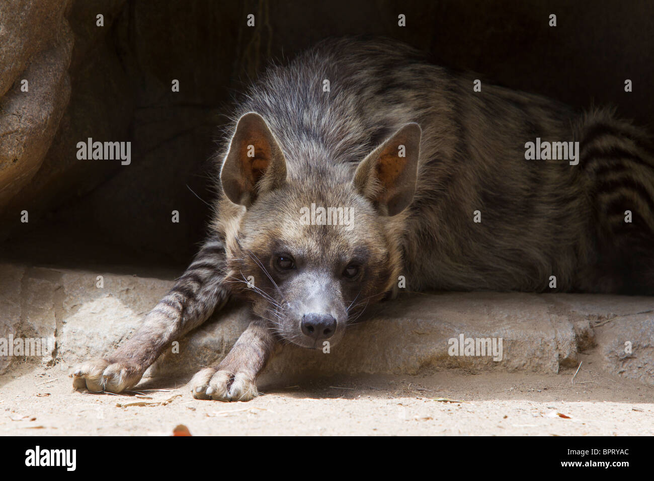 Striped Hyena (Hyena hyena dubbah), in a rocky den, San Diego Zoo, San