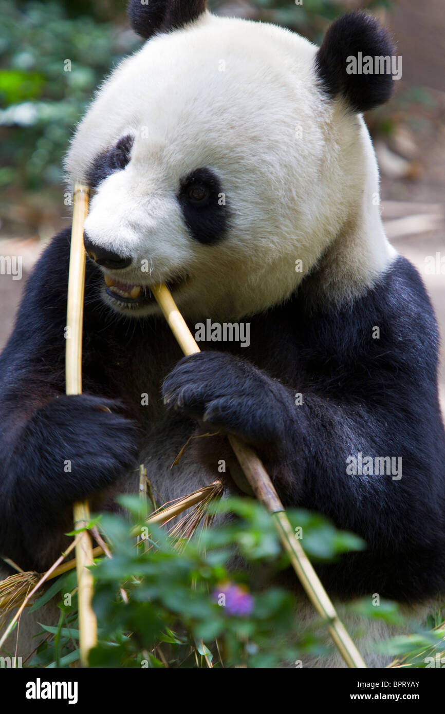 A Giant panda (Ailuropoda melanoleuca) bear eating bamboo, San Diego Zoo, San Diego, California, United States of America Stock Photo