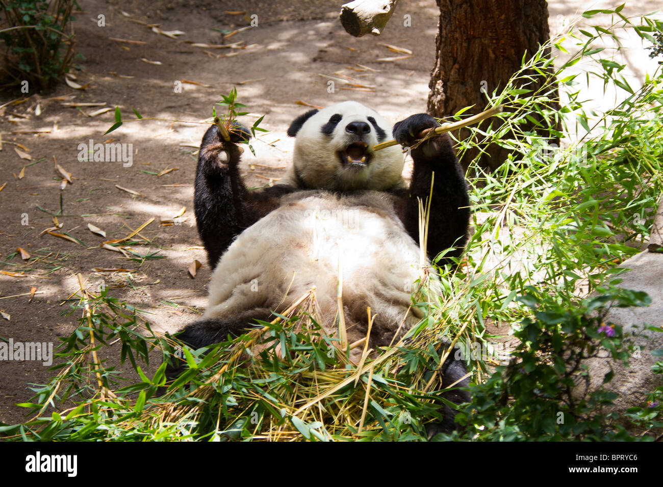 A Giant panda (Ailuropoda melanoleuca) bear on its back eating bamboo, San Diego Zoo, San Diego, California Stock Photo