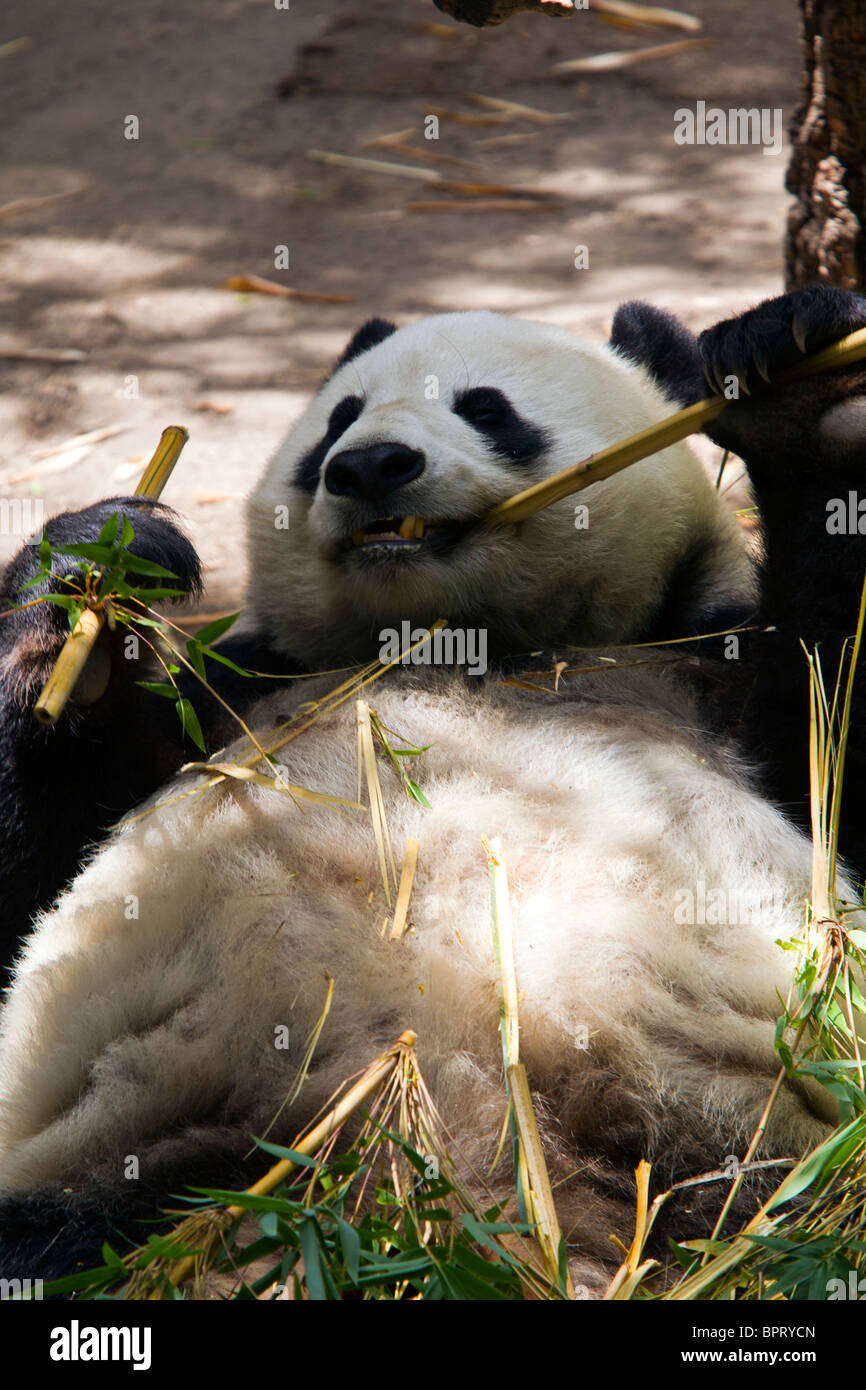 A Giant panda (Ailuropoda melanoleuca) bear on its back eating bamboo, San Diego Zoo, San Diego, California Stock Photo