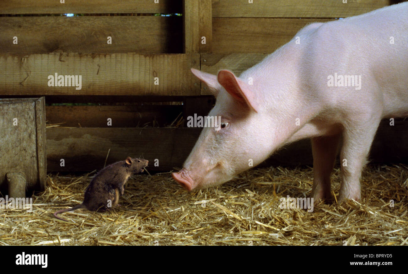 Wilbur Charlottes Web High Resolution Stock Photography And Images Alamy