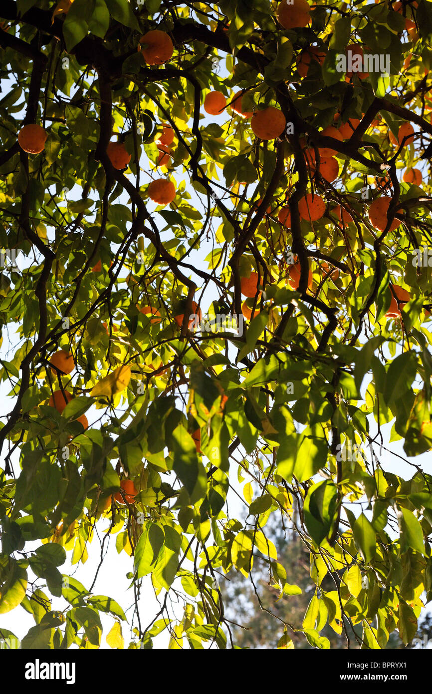Orange Tree Branches with Orange Fruit, California Stock Photo