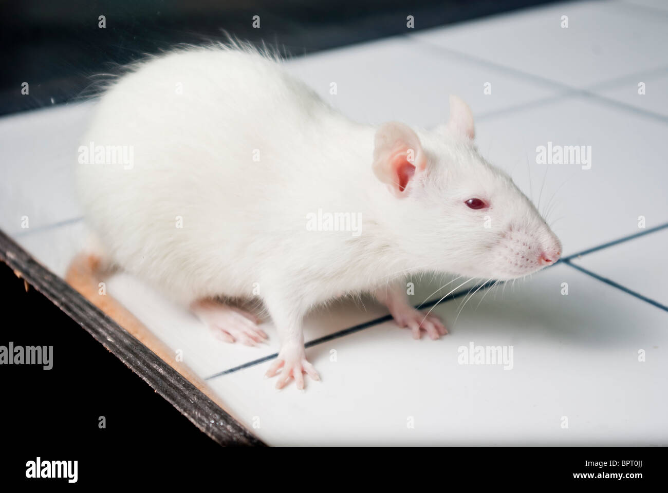 white (albino) laboratory wistar rat on board during experiment Stock Photo