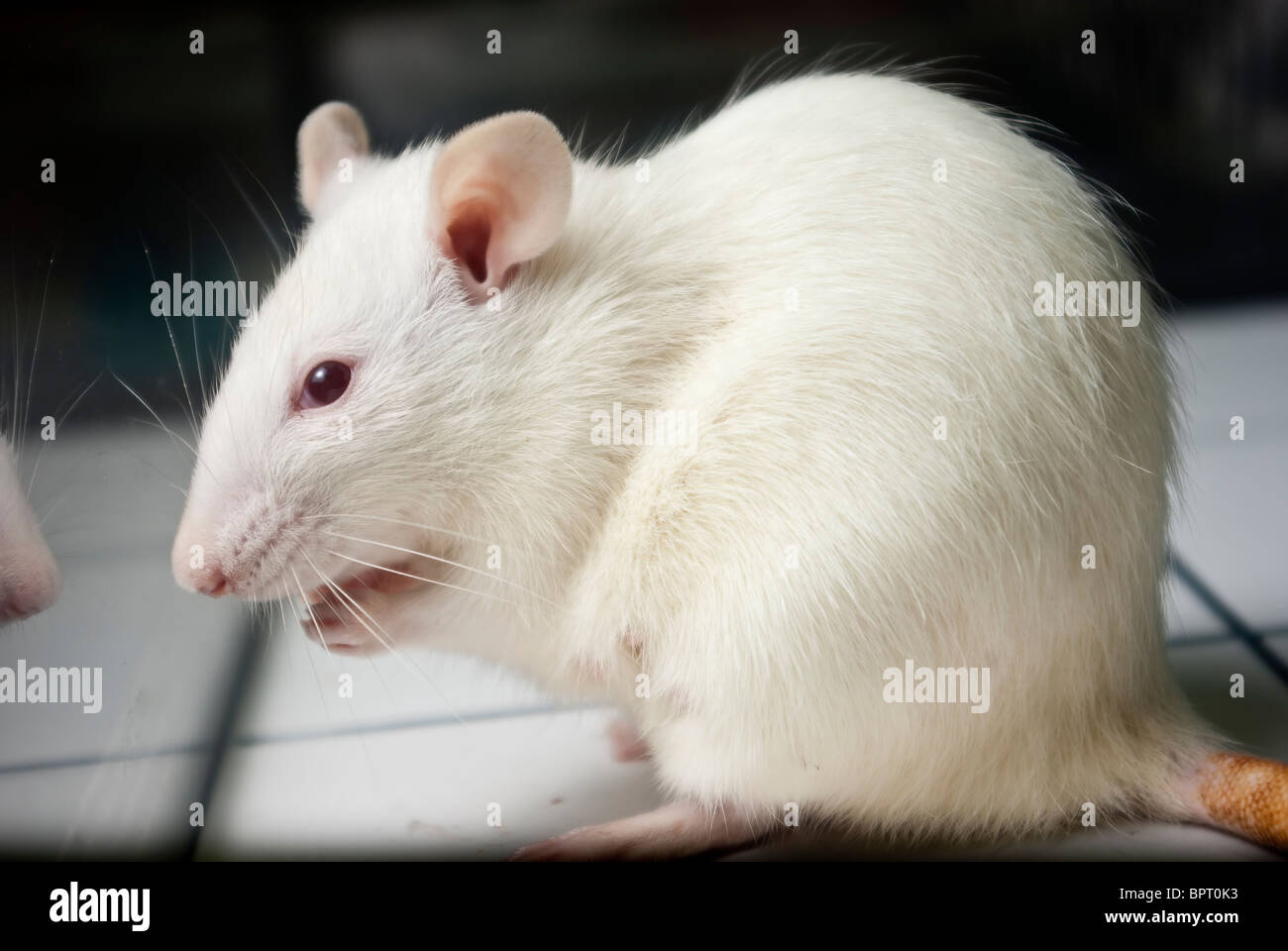 white (albino) laboratory rat on board during experiment Stock Photo